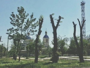 Глава РГА возмущена обрезкой деревьев "под столб"