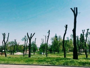 Глава РГА возмущена обрезкой деревьев "под столб"