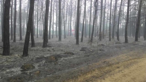 Пожар в Андреевсом лесничестве возле села Ковалевка